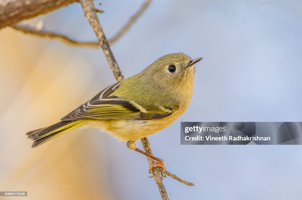 Ruby-Crowned Kinglet
