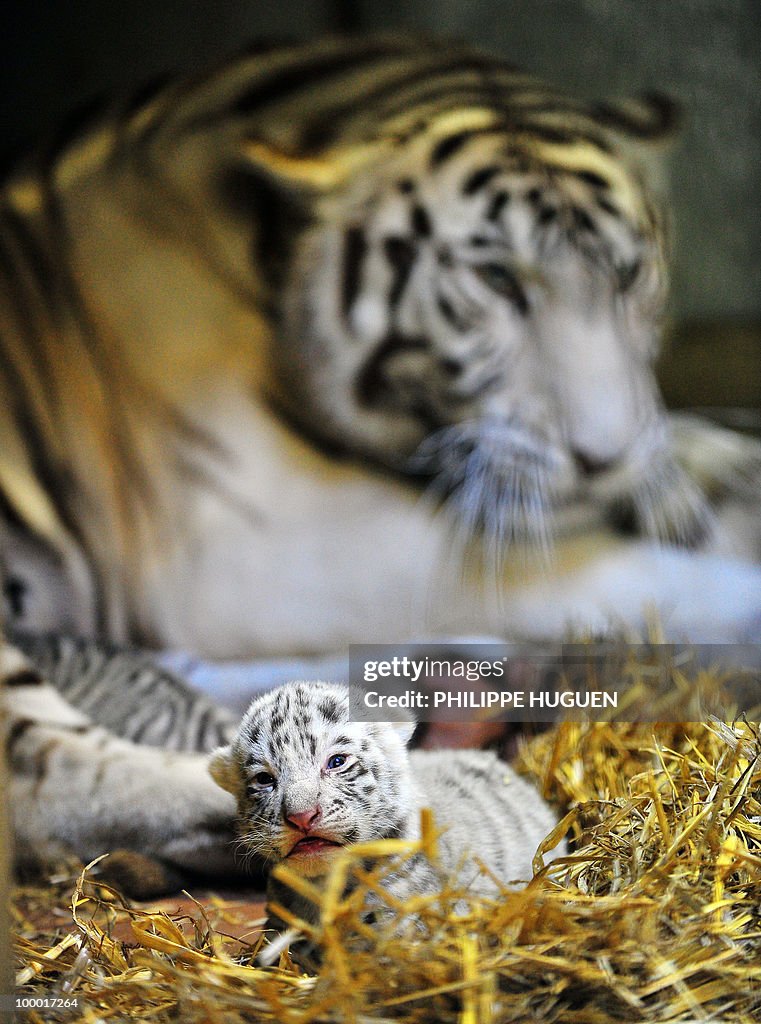 A white tiger cub is pictured in front o