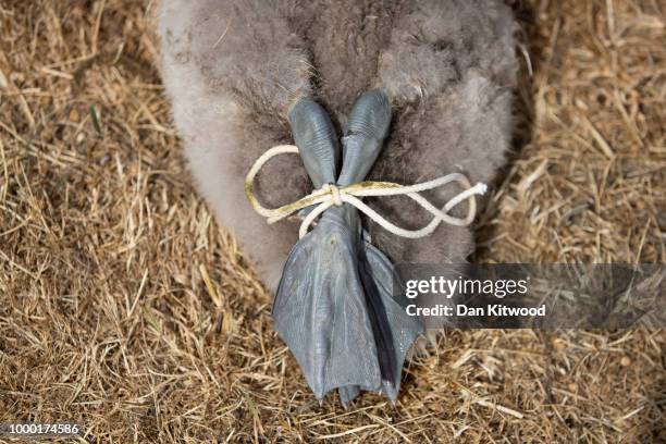 Cygnets legs are tied during the annual Swan Upping census on July 16, 2018 on the River Thames, South West London. The historic Swan Upping ceremony...