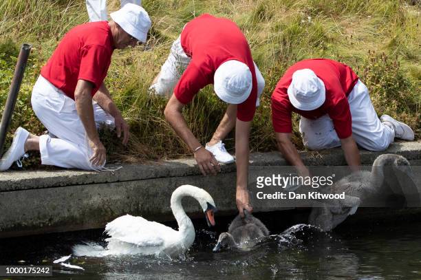 Swans and Cygnets are released after being ringed during the annual Swan Upping census on July 16, 2018 on the River Thames, South West London. The...