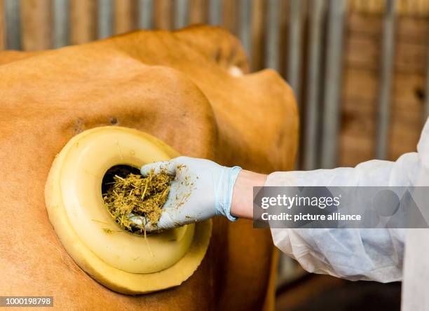 Make A Rumen Example 27 Cow Rumen Stock Photos, High-Res Pictures, and Images - Getty Images