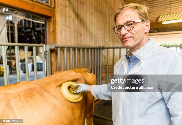 Real Life Cow Rumen 27 Cow Rumen Stock Photos, High-Res Pictures, and Images - Getty Images