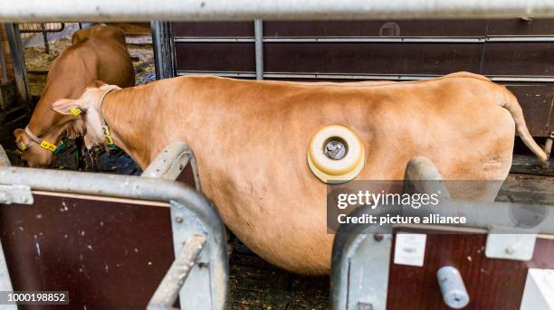 Cow Rumen Window 27 Cow Rumen Stock Photos, High-Res Pictures, and Images - Getty Images