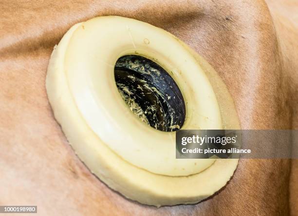Cow Rumen Sensor 27 Cow Rumen Stock Photos, High-Res Pictures, and Images - Getty Images