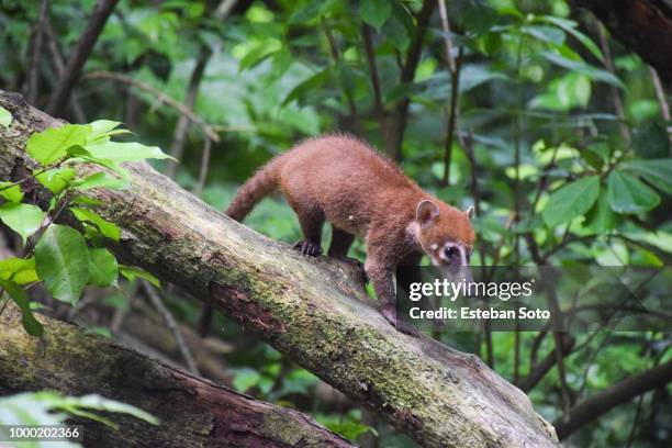 coatimundi