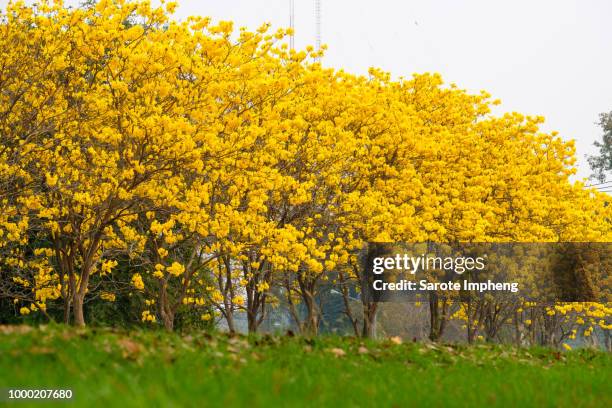 tabebuia chrysotricha yellow flowers - tabebuia chrysotricha foto e immagini stock