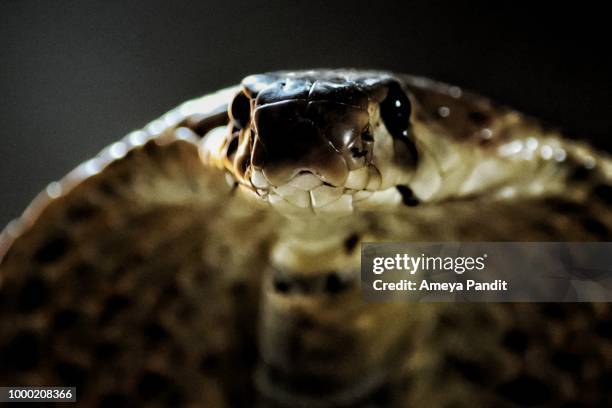 stare - poisonous snake stock pictures, royalty-free photos & images