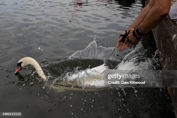 Swan is released during the annual Swan Upping census on July 16, 2018 on the River Thames, South West London. The historic Swan Upping ceremony...