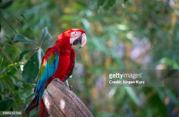 papagei - parrot stock pictures, royalty-free photos & images