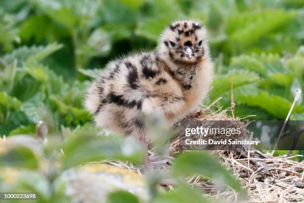 black headed gull chick - nebelparder stock-fotos und bilder