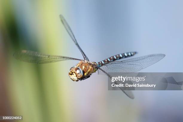 common hawker - libellula foto e immagini stock