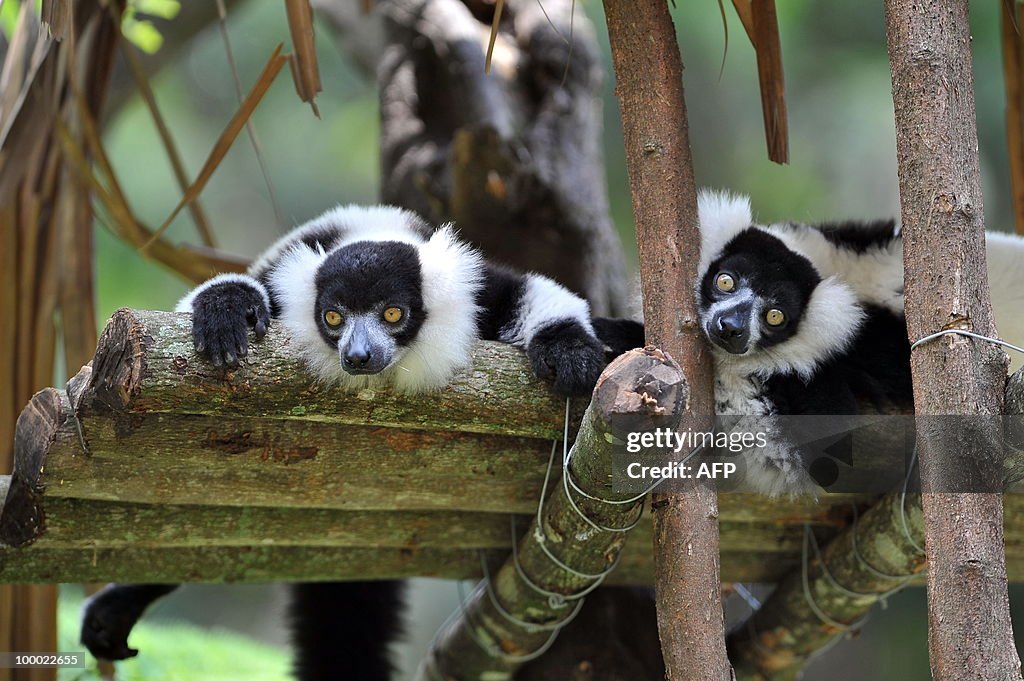 A couple of black-and-white ruffed lemur