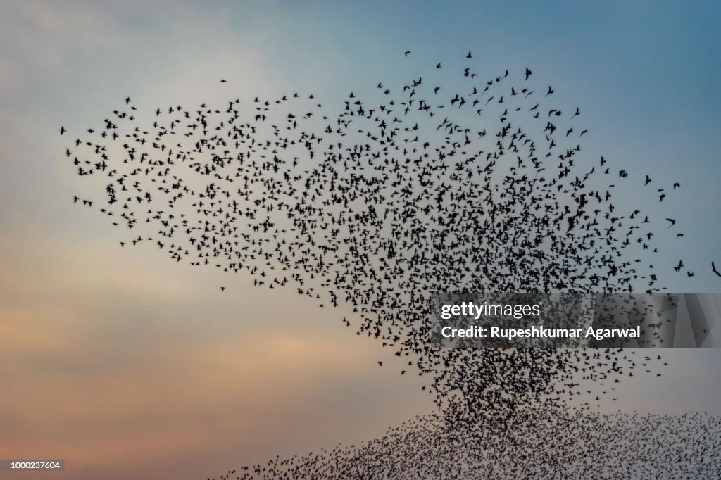 Murmuration of Rosy Starling Birds