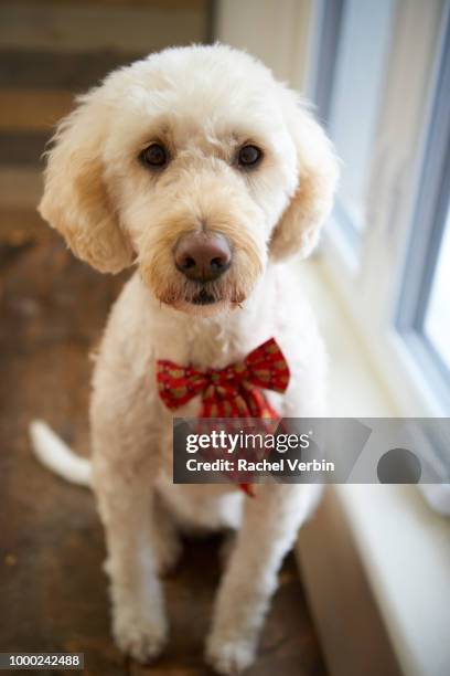 goldendoodle wearing christmas bowtie - rachel verbin stockfoto's en -beelden