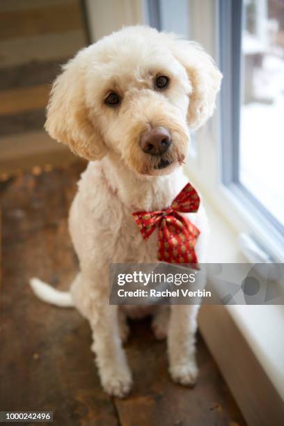 goldendoodle wearing christmas bowtie - rachel verbin stockfoto's en -beelden