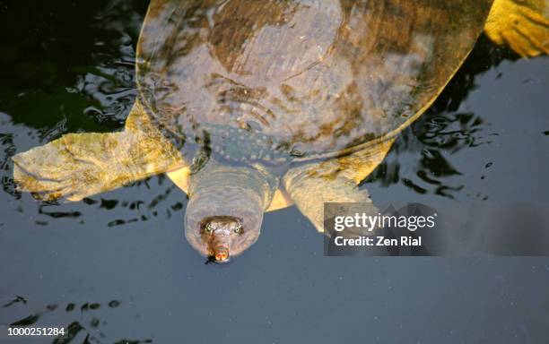 Flax Soft Shell Turtle Soft Shell Turtle Photos and Premium High Res Pictures - Getty Images