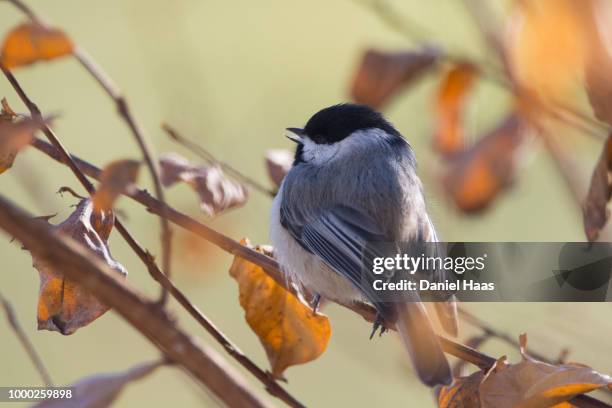 black-capped chickadee perched in a bush - haas stock pictures, royalty-free photos & images