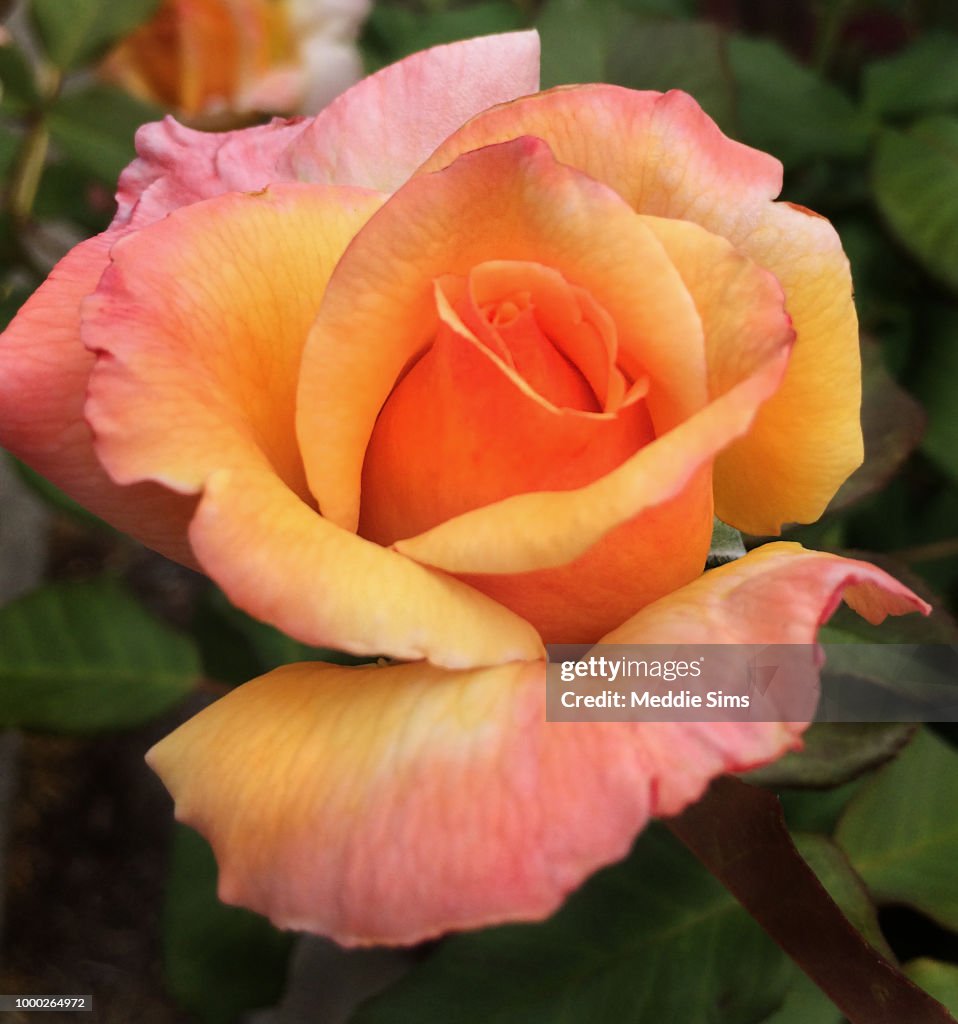 Orange Rose
