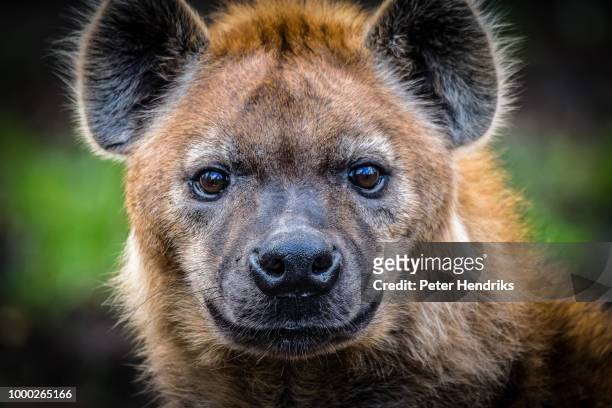 hyena - hyäne stock-fotos und bilder