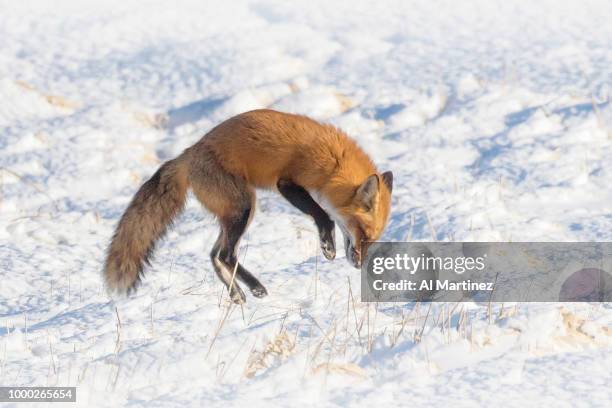 Fox Pouncing Front View Fox Pounce Photos and Premium High Res Pictures - Getty Images