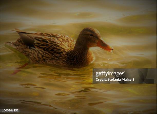 duck in the lake - stefania malgeri foto e immagini stock