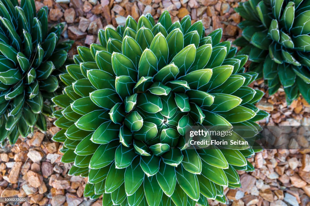 Agave victoriae-reginae (Queen Victoria agave, royal agave)