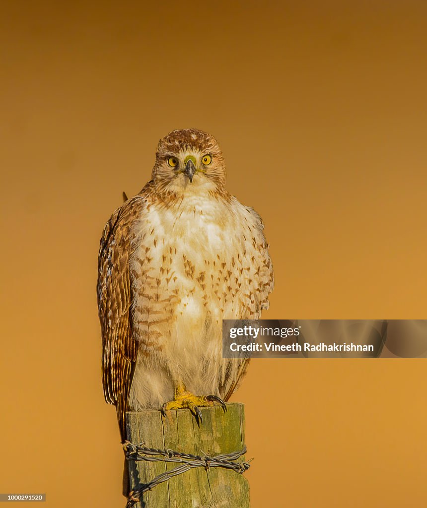 Red-tail Hawk giving me the LOOK!!!
