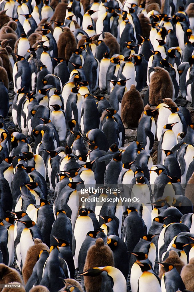 KING PENGUINS ON THE SOUTH GEORGIA ISLAND