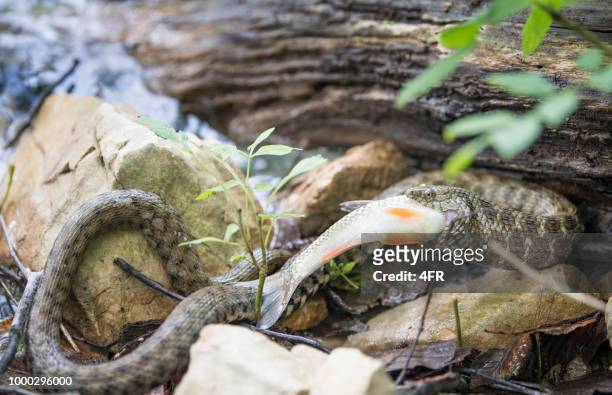 dice snake (natrix tessellata) eating a trout fish, plitvice lakes national park, croatia - river snake stock pictures, royalty-free photos & images