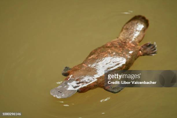 platypus - platypus stock pictures, royalty-free photos & images