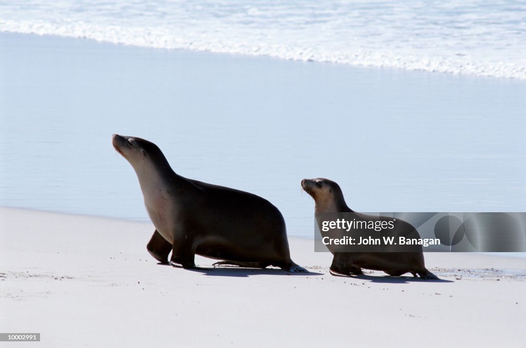 SEALIONS ON KANGAROO ISLAND IN SOUTH AUSTRALIA