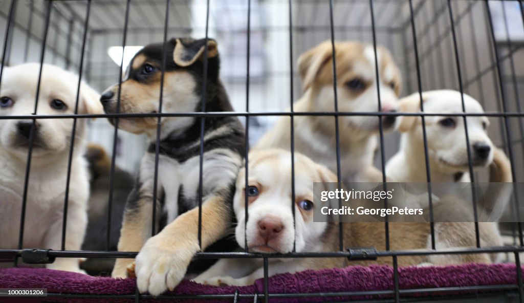 Wurf von Welpen im Tierheim. Australian Shepherds