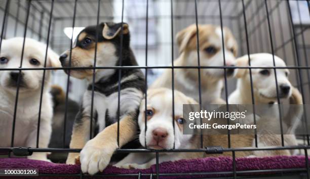 wurf von welpen im tierheim. australian shepherds - hundehütte stock-fotos und bilder