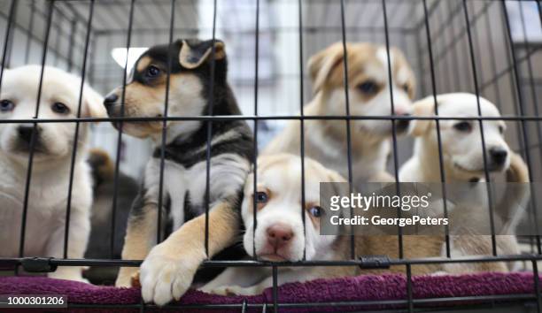 litter of puppies in animal shelter. australian shepherds - puppies stock pictures, royalty-free photos & images