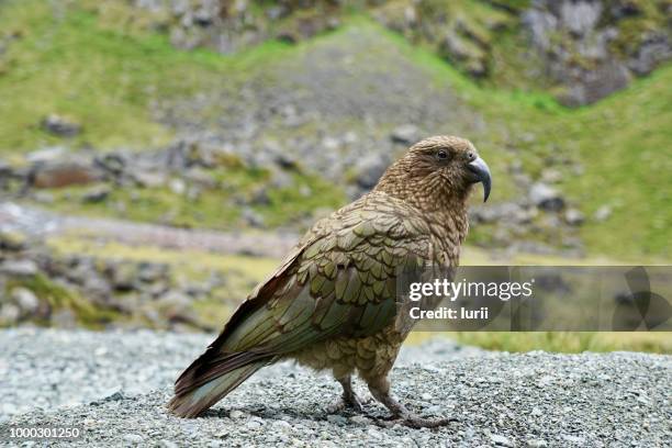 kea - kea stock pictures, royalty-free photos & images