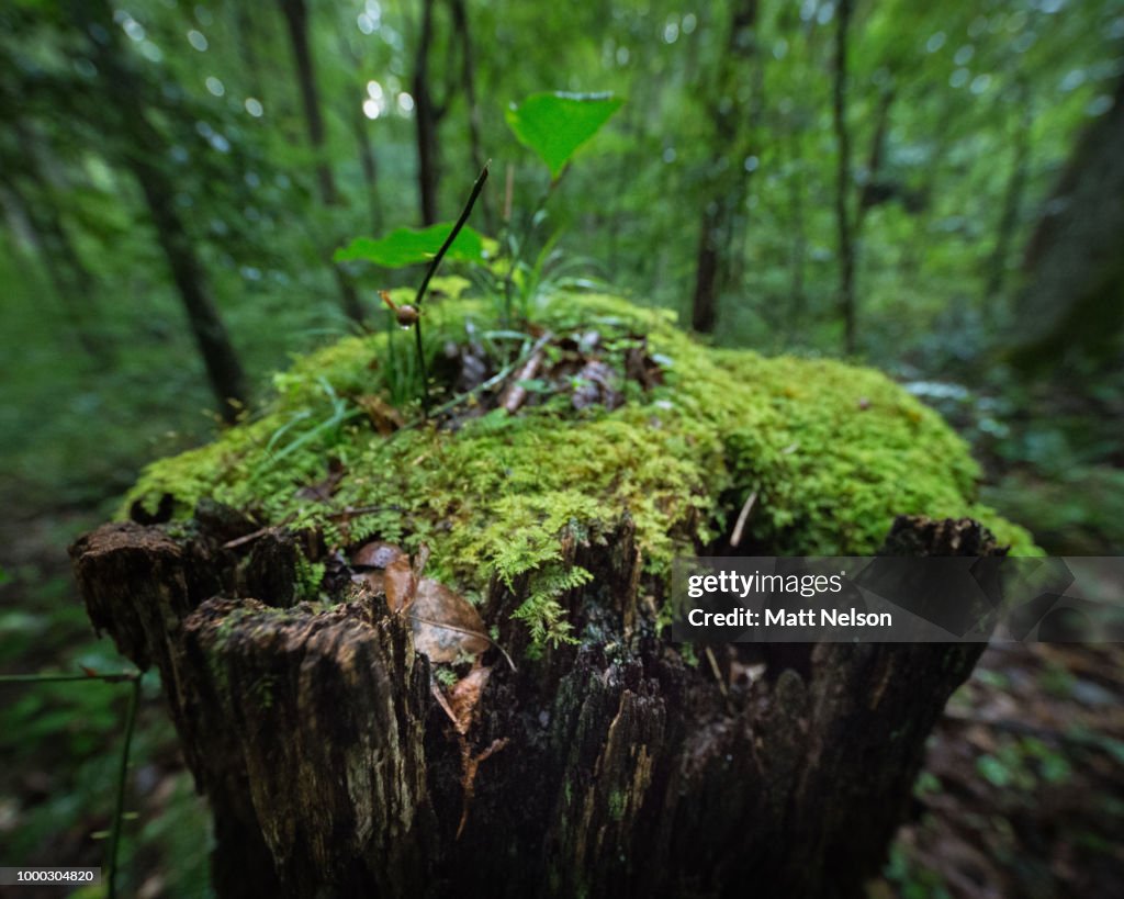 Untouched Appalachia