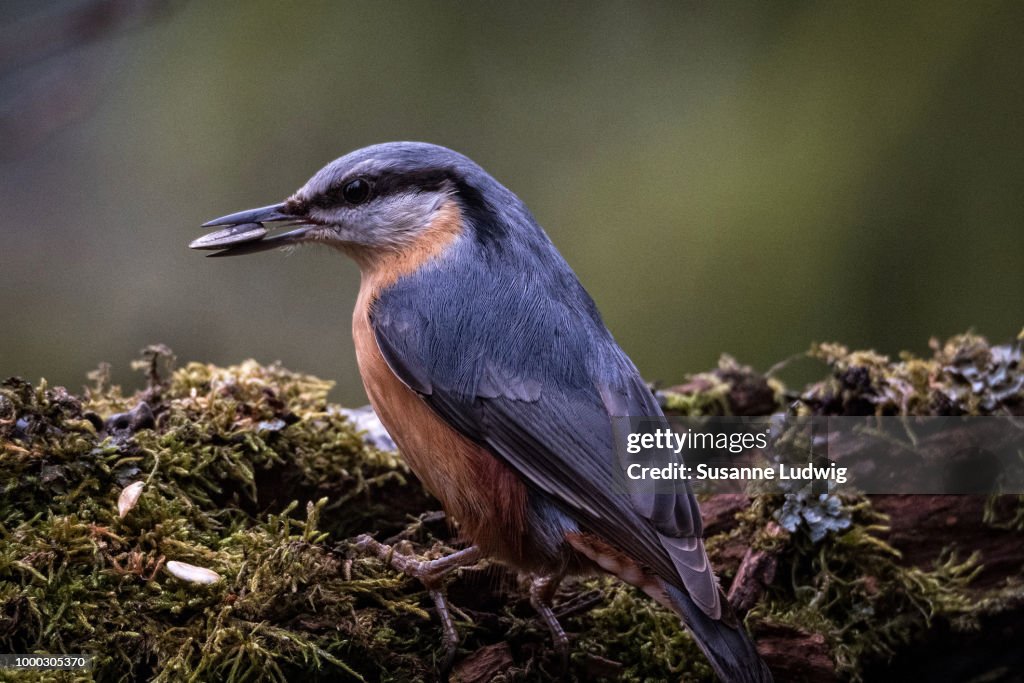 Nuthatch with catch