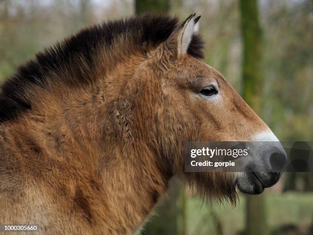 przewalski portrait - przewalski horses equus przewalskii stock pictures, royalty-free photos & images