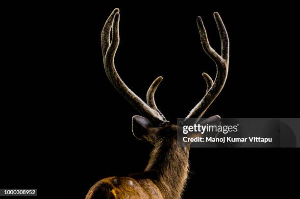 a journey into the darkness - antler stock pictures, royalty-free photos & images