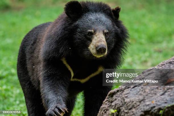sun bear - oso negro asiático fotografías e imágenes de stock