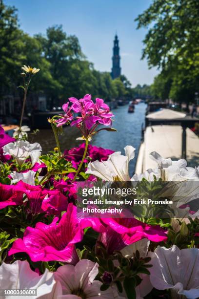 flowerbox on prinsengraacht - amsterdam blue sky stock-fotos und bilder