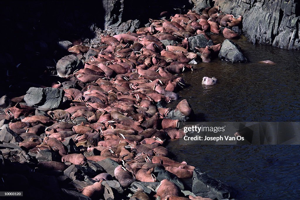 PACIFIC WALRUSES ON ROUND ISLAND IN ALASKA