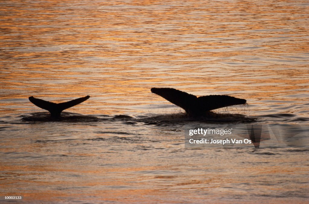 SILHOUETTE OF A HUMPBACK WHALE TAILS ABOVE WATER