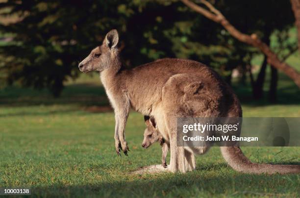 kangaroo with baby in pouch in australia - jungkänguruh stock-fotos und bilder