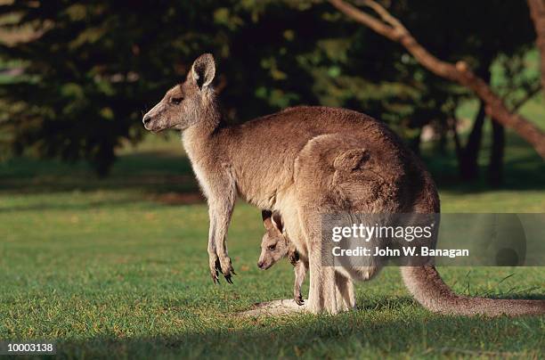 kangaroo with baby in pouch in australia - canguro fotografías e imágenes de stock