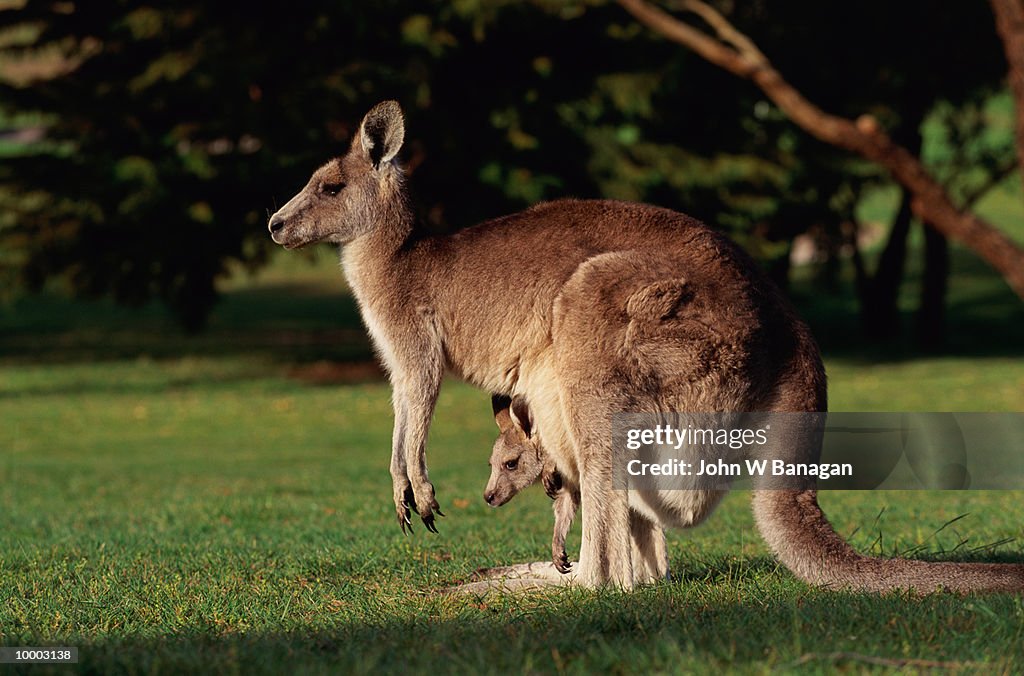 KANGAROO WITH BABY IN POUCH IN AUSTRALIA
