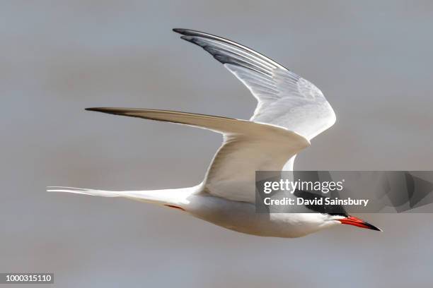 common tern - tern stock pictures, royalty-free photos & images