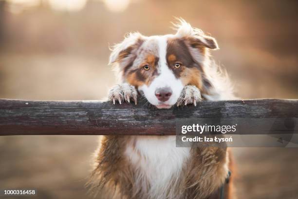 early spring - australische herder stockfoto's en -beelden