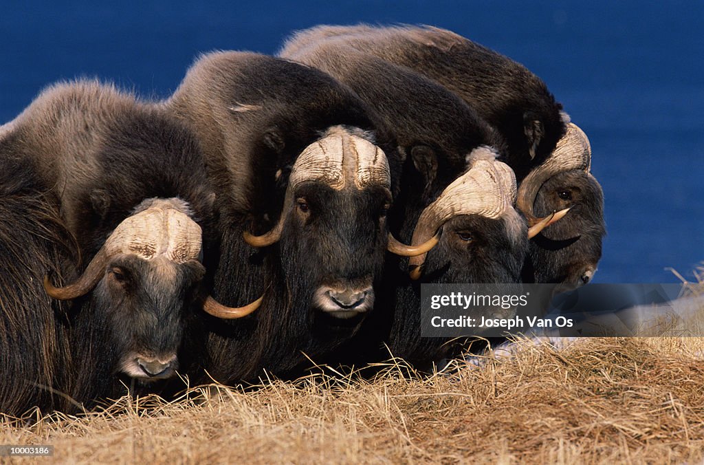 MUSK OXEN AT NUNIVAK ISLAND IN ALASKA