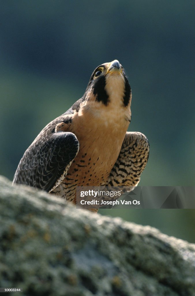 PEREGRINE FALCON IN NORTH AMERICA